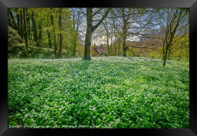 Wild Garlic Carpet Isle Of Wight Framed Print by Wight Landscapes