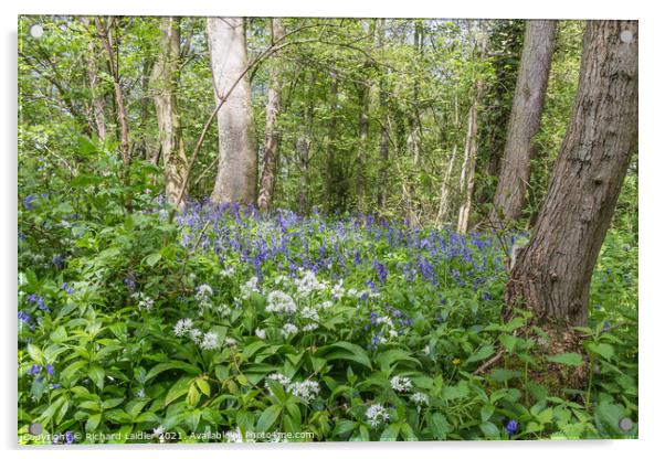 Woodland Wild Garlic and Bluebells Acrylic by Richard Laidler