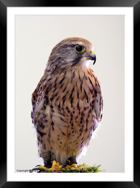 Kestrel (Falco tinnunculus) Framed Mounted Print by Ciara Hegarty