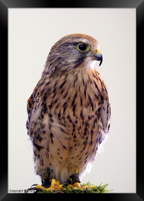 Kestrel (Falco tinnunculus) Framed Print by Ciara Hegarty