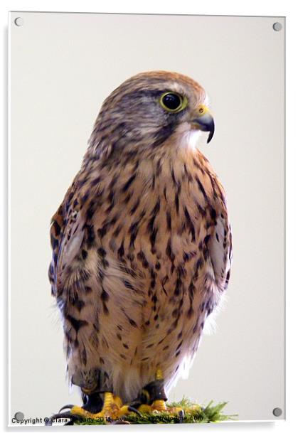 Kestrel (Falco tinnunculus) Acrylic by Ciara Hegarty