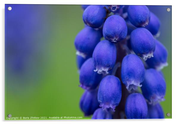 Muscari (Grape hyacinth). Acrylic by Boris Zhitkov