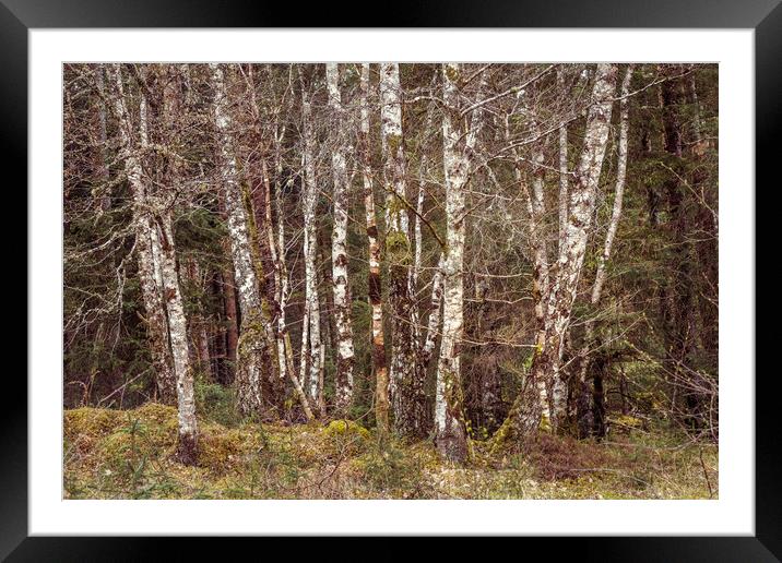 Forest Framed Mounted Print by chris smith
