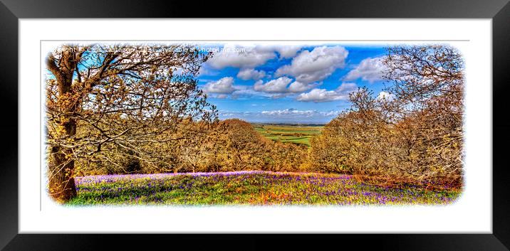 Bluebell Wood Framed Mounted Print by Cass Castagnoli