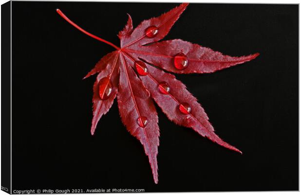 Japanese Maple Droplets Canvas Print by Philip Gough
