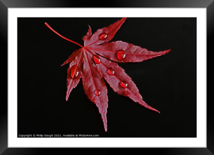 Japanese Maple Droplets Framed Mounted Print by Philip Gough