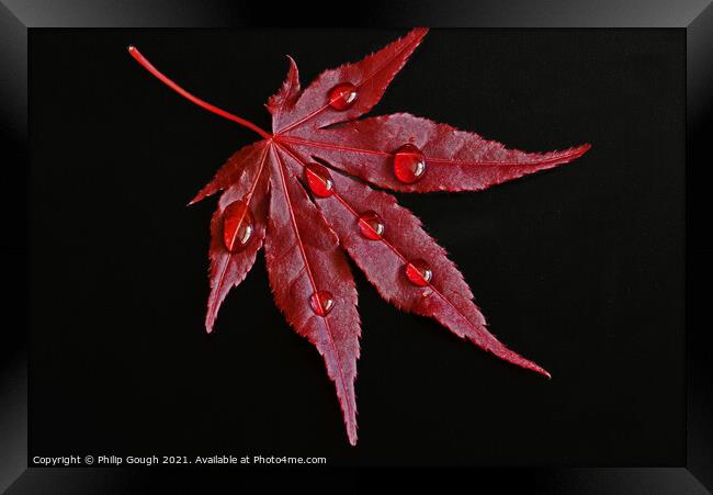 Japanese Maple Droplets Framed Print by Philip Gough