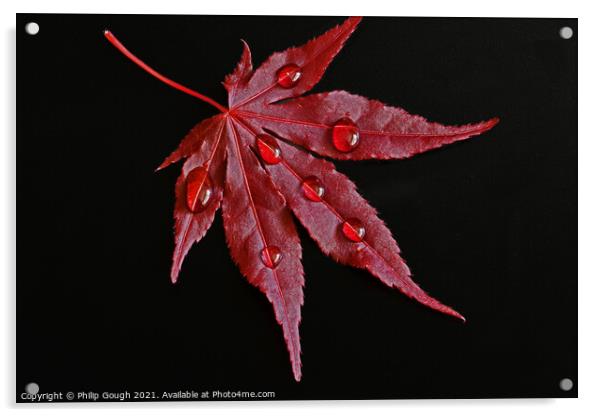Japanese Maple Droplets Acrylic by Philip Gough