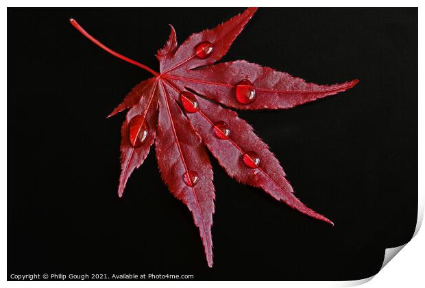 Japanese Maple Droplets Print by Philip Gough