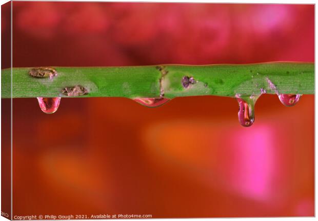 Water Droplets on Branch Canvas Print by Philip Gough