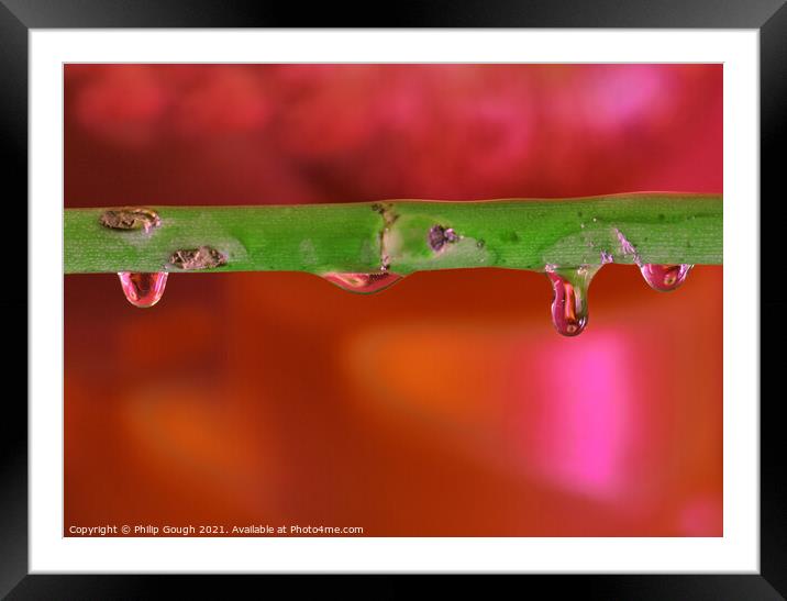 Water Droplets on Branch Framed Mounted Print by Philip Gough