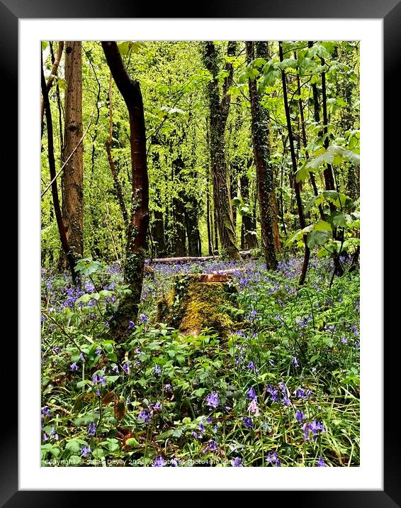 Bluebells in Fforest Fawr  Framed Mounted Print by Sarah Davey