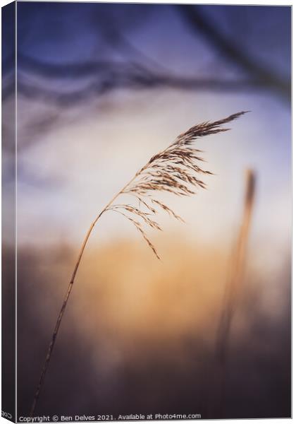 Serene Grass and Twilight Canvas Print by Ben Delves