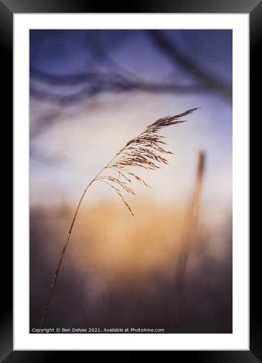 Serene Grass and Twilight Framed Mounted Print by Ben Delves