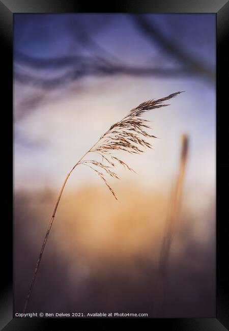 Serene Grass and Twilight Framed Print by Ben Delves
