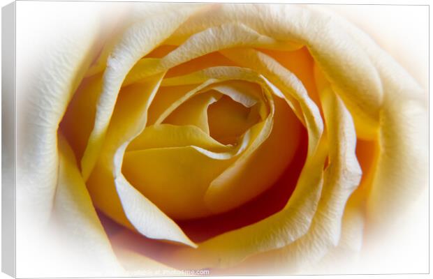 Only a rose Canvas Print by Derek Corner