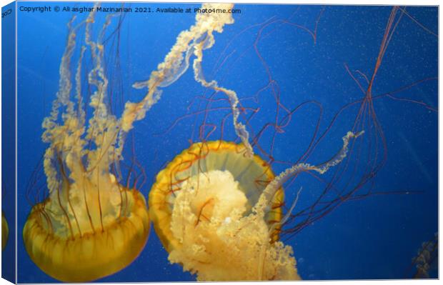 Jelly fish in Vancouver Aquarium, Canvas Print by Ali asghar Mazinanian