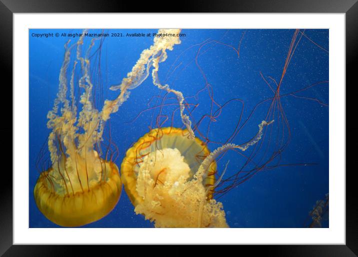 Jelly fish in Vancouver Aquarium, Framed Mounted Print by Ali asghar Mazinanian