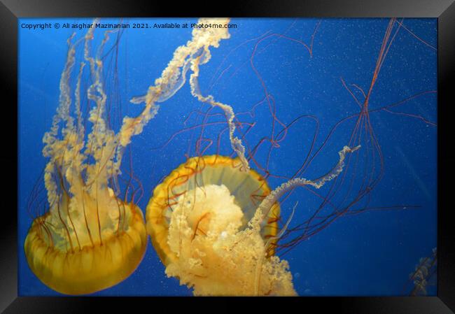Jelly fish in Vancouver Aquarium, Framed Print by Ali asghar Mazinanian