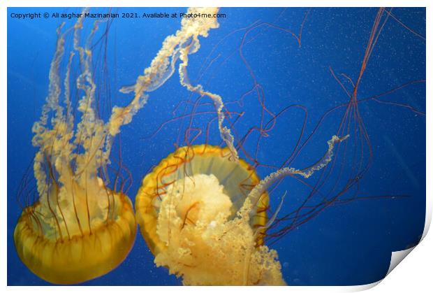 Jelly fish in Vancouver Aquarium, Print by Ali asghar Mazinanian
