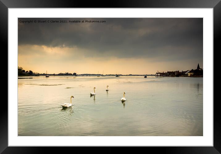 Swans at Bosham Harbour Framed Mounted Print by Stuart C Clarke