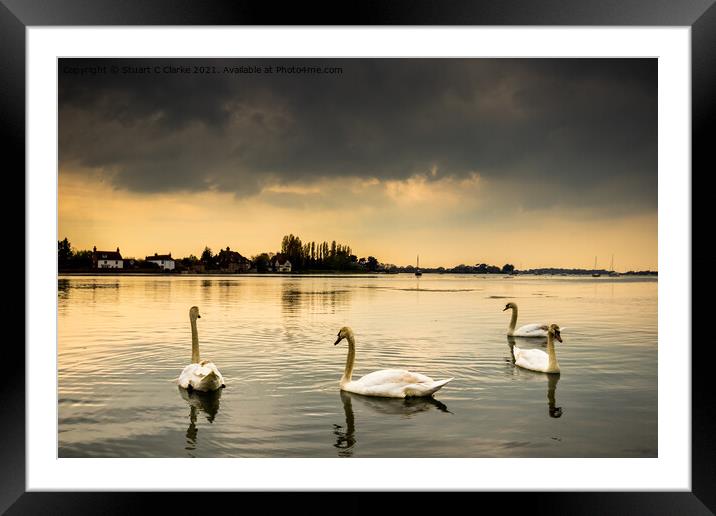 Swans at Bosham Harbour Framed Mounted Print by Stuart C Clarke