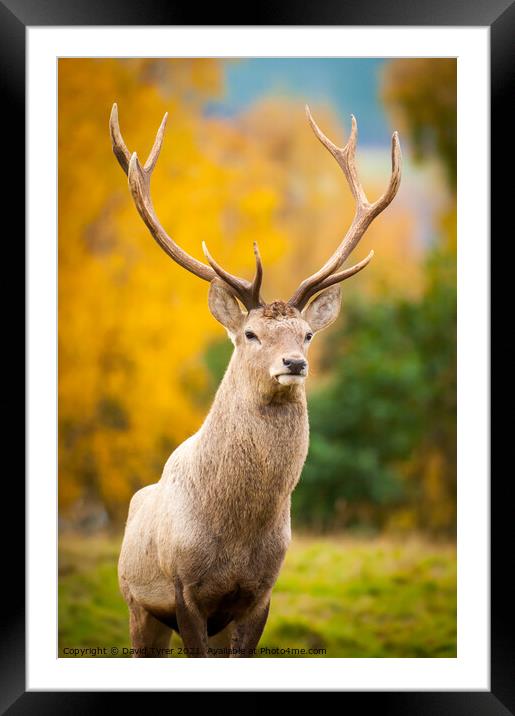 Stag in the Scottish Highlands Framed Mounted Print by David Tyrer