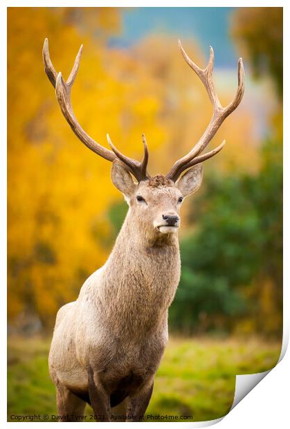 Stag in the Scottish Highlands Print by David Tyrer