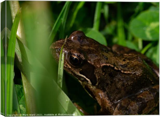 Young Frog in the Grass. Canvas Print by Mark Ward