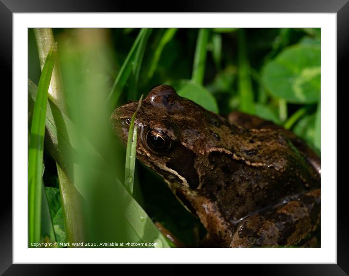 Young Frog in the Grass. Framed Mounted Print by Mark Ward