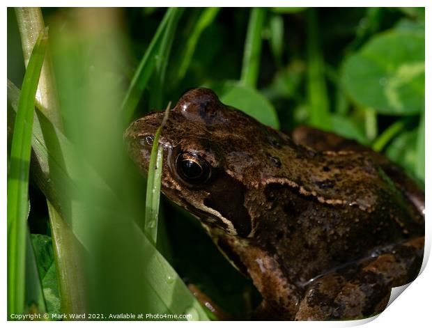 Young Frog in the Grass. Print by Mark Ward