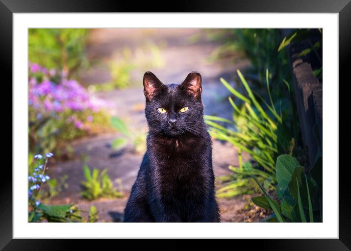 Portrait of a black cat or bombay cat looking or staring while sitting still. Felis silvestris, Felis catus Framed Mounted Print by Arpan Bhatia