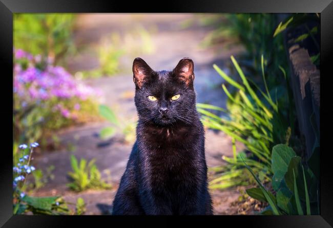 Portrait of a black cat or bombay cat looking or staring while sitting still. Felis silvestris, Felis catus Framed Print by Arpan Bhatia