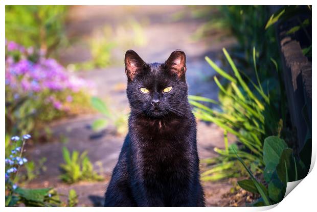 Portrait of a black cat or bombay cat looking or staring while sitting still. Felis silvestris, Felis catus Print by Arpan Bhatia
