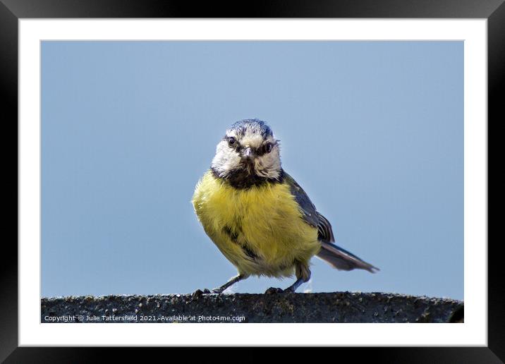 Blue Tit stare! Framed Mounted Print by Julie Tattersfield