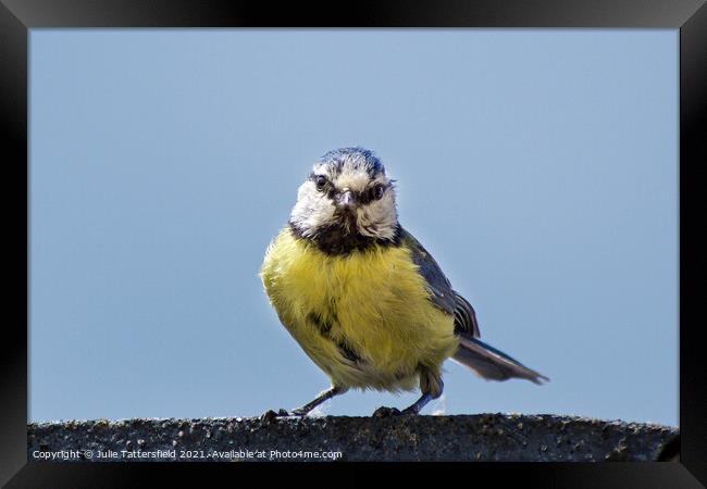 Blue Tit stare! Framed Print by Julie Tattersfield