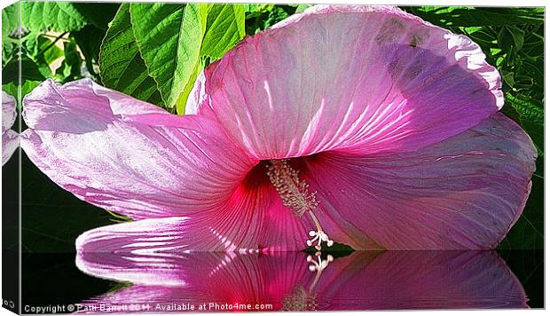 Hibiscus as I kiss the water... Canvas Print by Patti Barrett