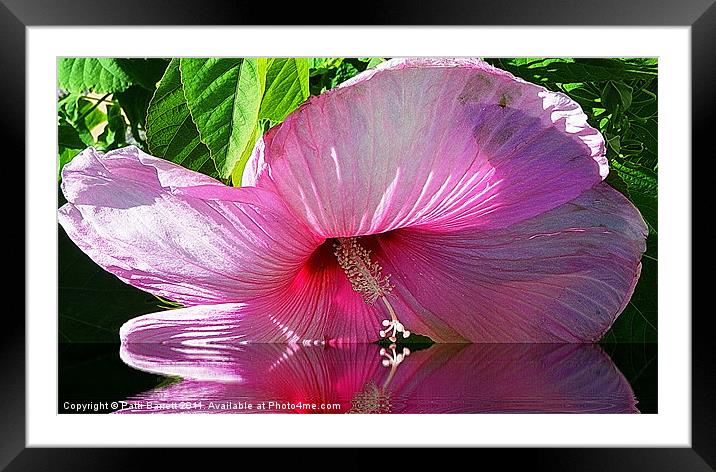 Hibiscus as I kiss the water... Framed Mounted Print by Patti Barrett