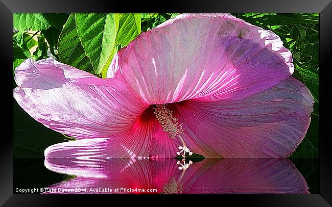 Hibiscus as I kiss the water... Framed Print by Patti Barrett