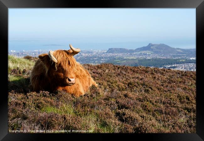 Highland Cow Framed Print by Craig Brown
