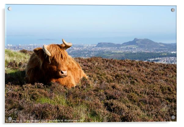 Highland Cow Acrylic by Craig Brown