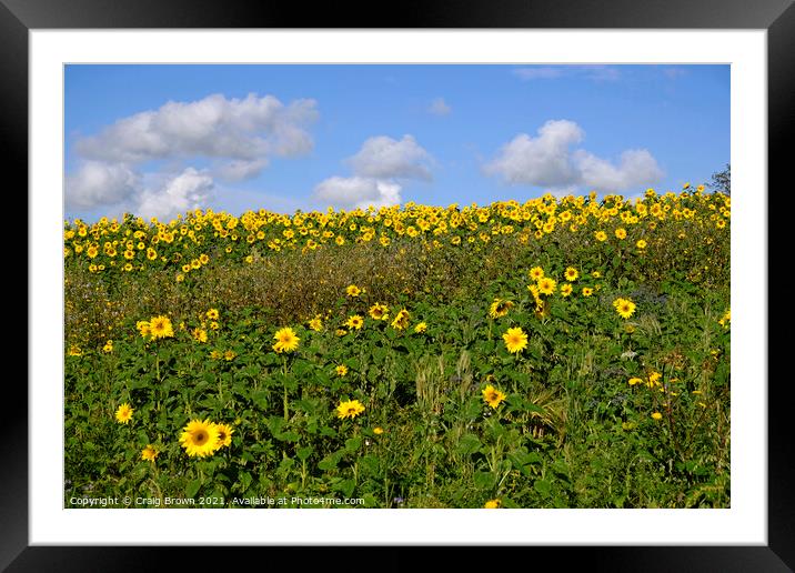 Field of Sunflowers Framed Mounted Print by Craig Brown