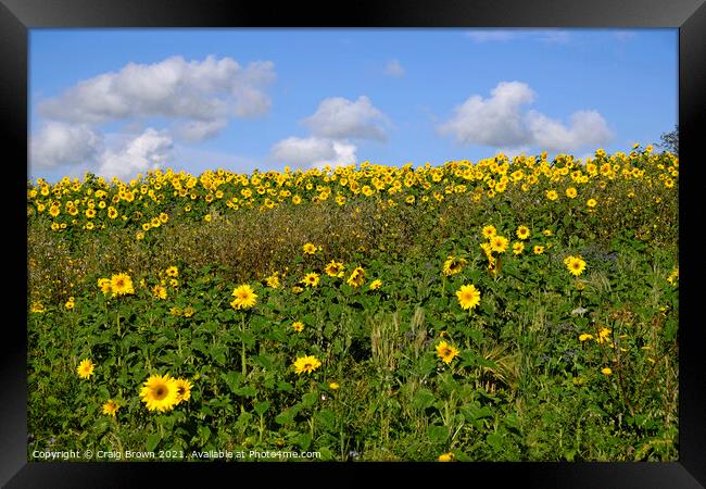 Field of Sunflowers Framed Print by Craig Brown