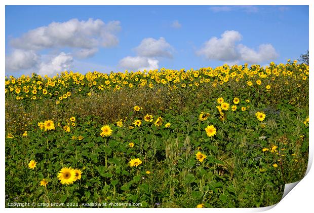 Field of Sunflowers Print by Craig Brown