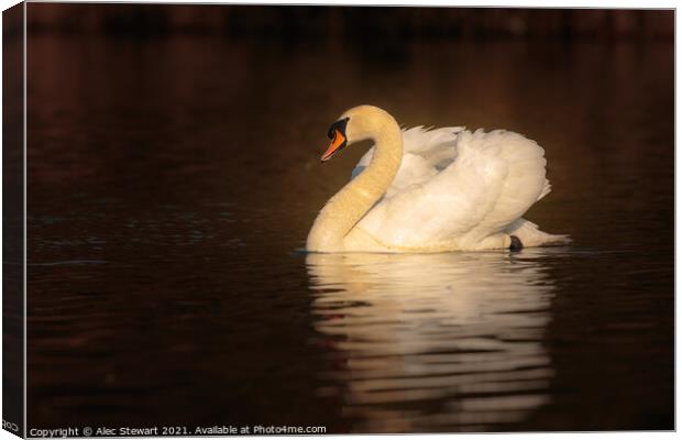 Mute Swan  Canvas Print by Alec Stewart