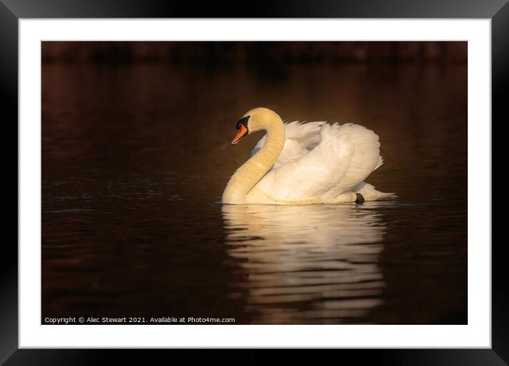 Mute Swan  Framed Mounted Print by Alec Stewart
