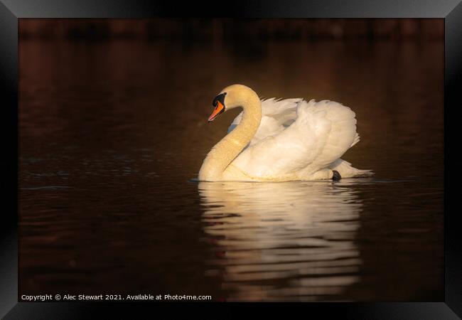 Mute Swan  Framed Print by Alec Stewart