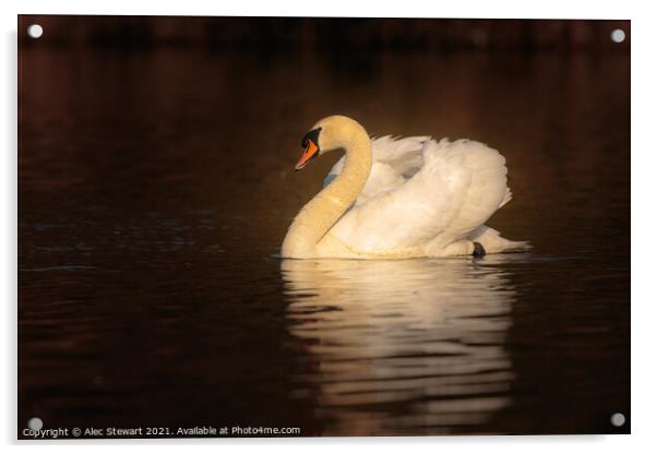 Mute Swan  Acrylic by Alec Stewart