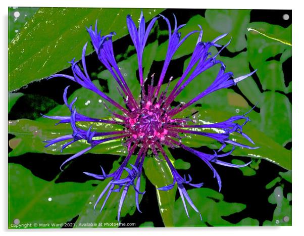 Digital Cornflower. Acrylic by Mark Ward