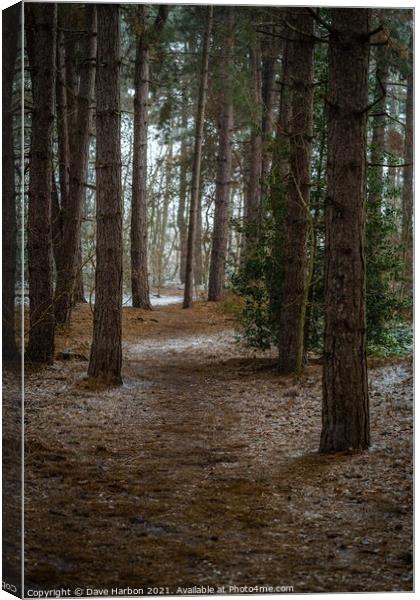 Snow Peppered Path Canvas Print by Dave Harbon